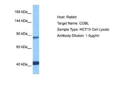 COBL Rabbit anti-Human, Polyclonal, Novus Biologicals 0.1 mL | Buy Online | Novus Biologicals | Fisher Scientific